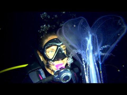 Blackwater Diving Kona, Hi - Pelagic Fish, Siphonophores, Jelly Fish & More with Kona Honu Divers