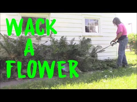 Wacking Flowers Getting Back to Regular Mowing