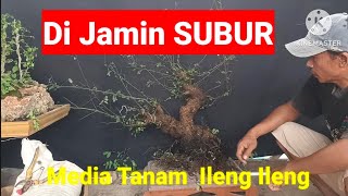 Download lagu Good Planting Media Bonsai Ileng Ileng mp3