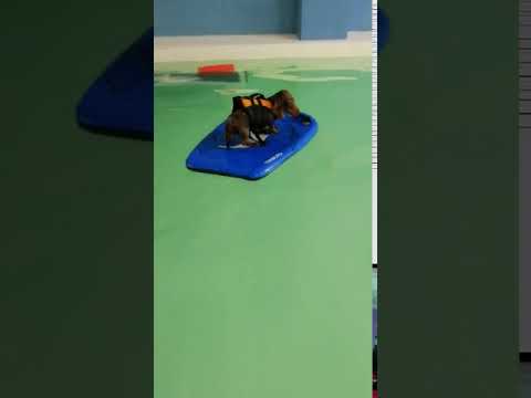 Ginnster mini dachshund surfing