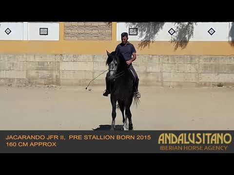 Jacarando JFR II, PRE stallion born 2015, 160 CM approx