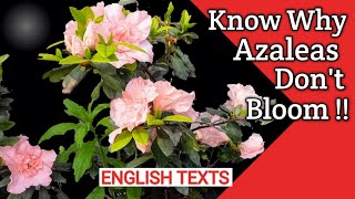 Azalea Care in Pots , Save Dying Azaleas ! How to care for Azaleas !  Azalea potting and fertilizing