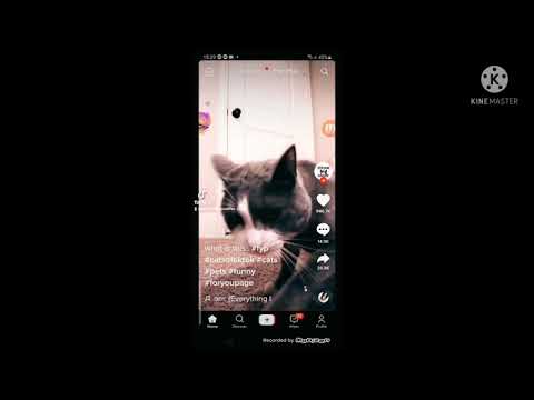 YESS A DANCEING CAT YES I MADE HIM DO IT.