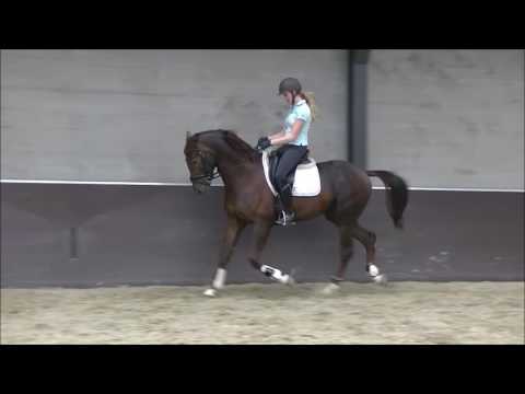 Hilton (Bon Bravour x Jazz)