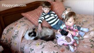 preview picture of video 'Ragdoll Cat Caymus with Small Children Marshall and Lucy - ねこ - ラグドール - Floppycats'