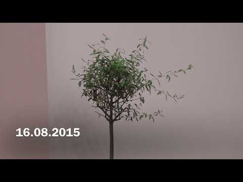 Fratele Nutu - Biserica te pregateste  16.08.2015