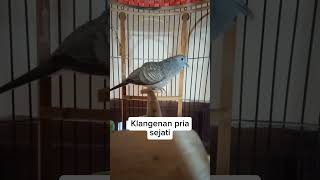 Download lagu Klangenan pria sejati #perkututlokal #perkutut #burung mp3