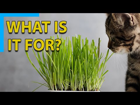 Why cats eat grass and how does it effect them?