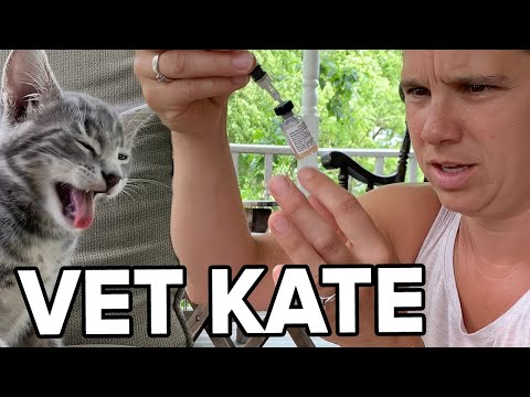 DIY Kitten Vaccinations