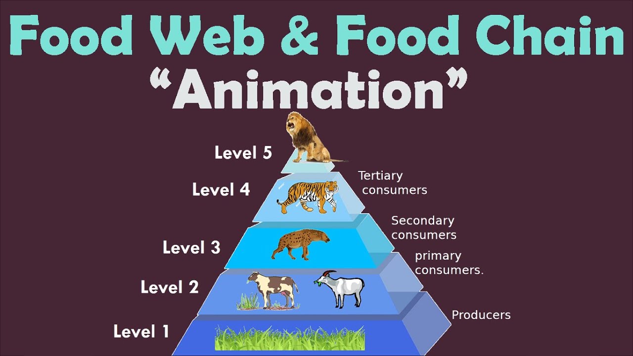FOOD WEB & FOOD CHAIN | Animation