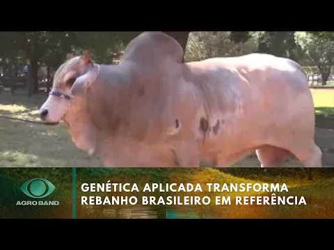 Vaca brasileira entra para o livro dos recordes