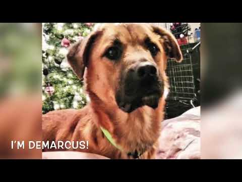 Demarcus!!