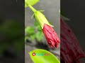 Gone X Falak Tak Chal Sath Mere Gone X Falak Tak Falak Tak Remix Falak Tak X Gone Remix Plants