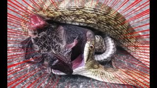 ヘビがコウモリ二匹を丸呑みしようとした件【観察】A Snake