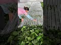 Silkworm breeding technology #satisfying #farming #agriculture #farmlife