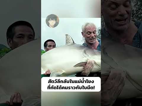 สัตว์ลึกลับในแม่น้ำโขง ที่กัดได้คมราวกับใบมีด!