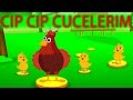 CIP CIP CUCELERIM Ushaq Mahnisi