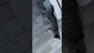 当たり屋、煽り屋 #ねこ #ねこ動画 #徳島 #眉山 #猫