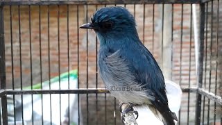 Download lagu Pancingan Tledekan Sitrun Gacor Ampuh mp3