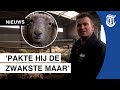 Boer heeft slapeloze nachten na ‘slachtpartij’