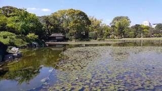 How to Create Contrasts in Your Garden