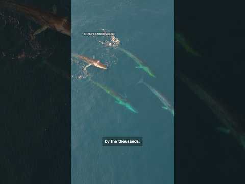 Warming waters draw thousands of whales to Greenland