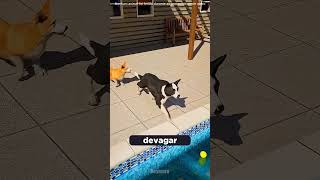 ESSES CACHORROS FIZERAM O IMPOSSIVEL