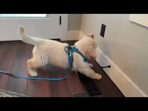 Ollie is super angry at the door stop.