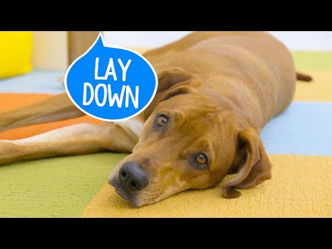How to Teach a Dog to Lay Down | Chewy