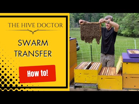 Swarm Transfer//How to Transfer a Swarm from a Swarm Trap//Transferring a Swarm into Full Equipment