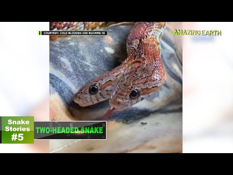Amazing Earth’s Top 5 incredible SNAKE stories! (Online Exclusives)