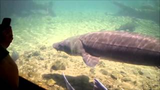 preview picture of video 'Bonneville Dam Fish Hatchery-Largest N American Fish species'