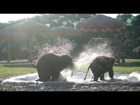 Friendship Blossom With The Two Playmate Baby Elephants - ElephantNews