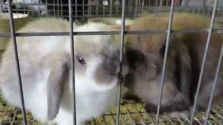 preview picture of video 'Mini lop bunnies at 2014 Lake County Fair'