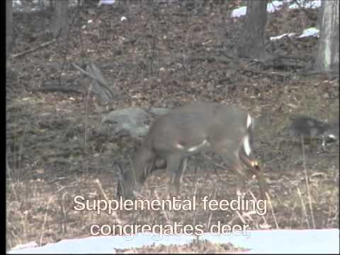 Keep Deer Wild: Avoid Feeding Them