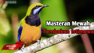 Download lagu 🔴 Masteran suara cucak cungkok full tembakan speed rapat 🔥 MEWAH UNTUK MASTERAN MURAI BATU mp3 Download lagu 🔴 Masteran suara cucak cungkok full tembakan speed rapat 🔥 MEWAH UNTUK MASTERAN MURAI BATU mp3