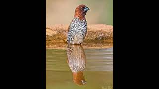 Download lagu pikat emprit peking atau batik auto kumpul mp3