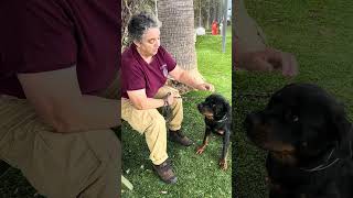 Video preview image #1 Rottweiler-Unknown Mix Puppy For Sale in Pasadena, CA, USA