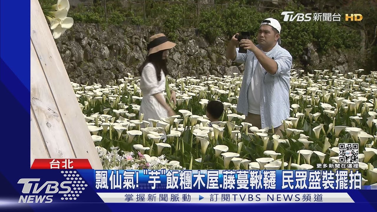 把握週末好天氣! 竹子湖海芋季首週花況開8成