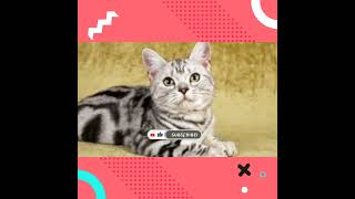 Download lagu KUCING AMERICAN SHORTHAIR, apa itu kucing american shorthair?  #kucingamericanshorthair mp3