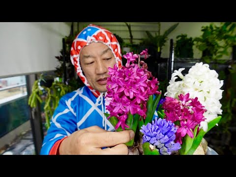 ヒヤシンスが枯れた:今何をすべきか 植物