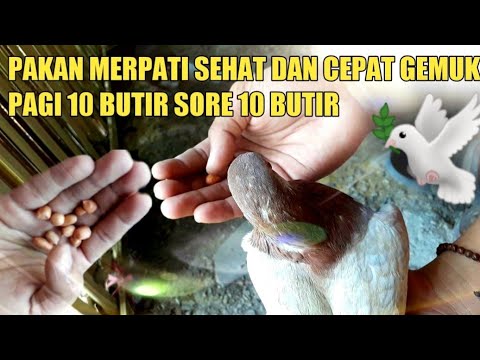 KASIH KACANG TANAH BUAT MERPATI BIAR BADANNYA EMPUK