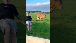 Download lagu This cow has choosen violence 💥🐄#cow #crazy #funny #fyp #boom mp3