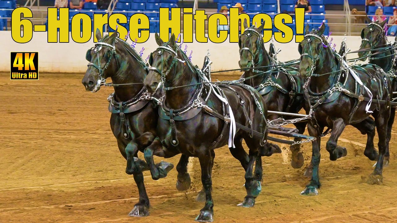 Western States Draft Horses 6-Horse Hitch at Carousel Charity Horse Show