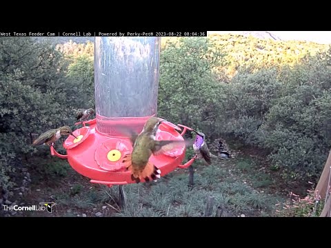 Lucifer And Rufous Hummingbirds Flash With Iridescence In West Texas – Aug. 22, 2023