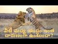 సింహం మరియు పులి మధ్య యుద్ధం ఇంత దారు�