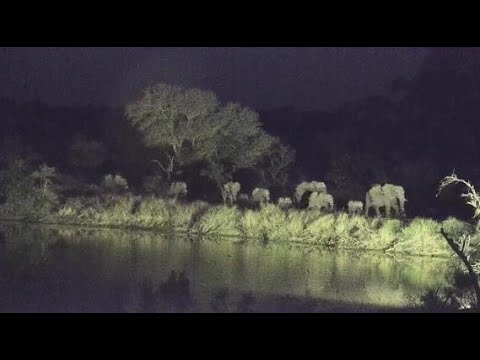 Djuma: Elephants getting night time drink - 17:50 - 06/10/20