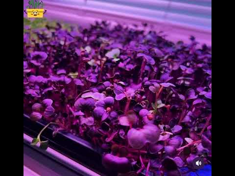 Microgreen pink radish