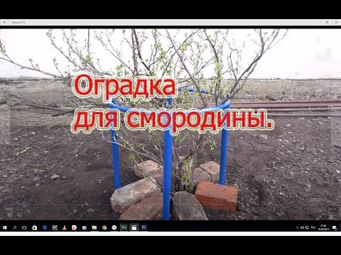 Оградка для СМОРОДИНЫ, подвязка кустов