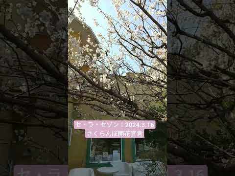 なぜ桜の木は実を結ばないのでしょうか？豊作のために解決すべき5つの潜在的な問題  庭園